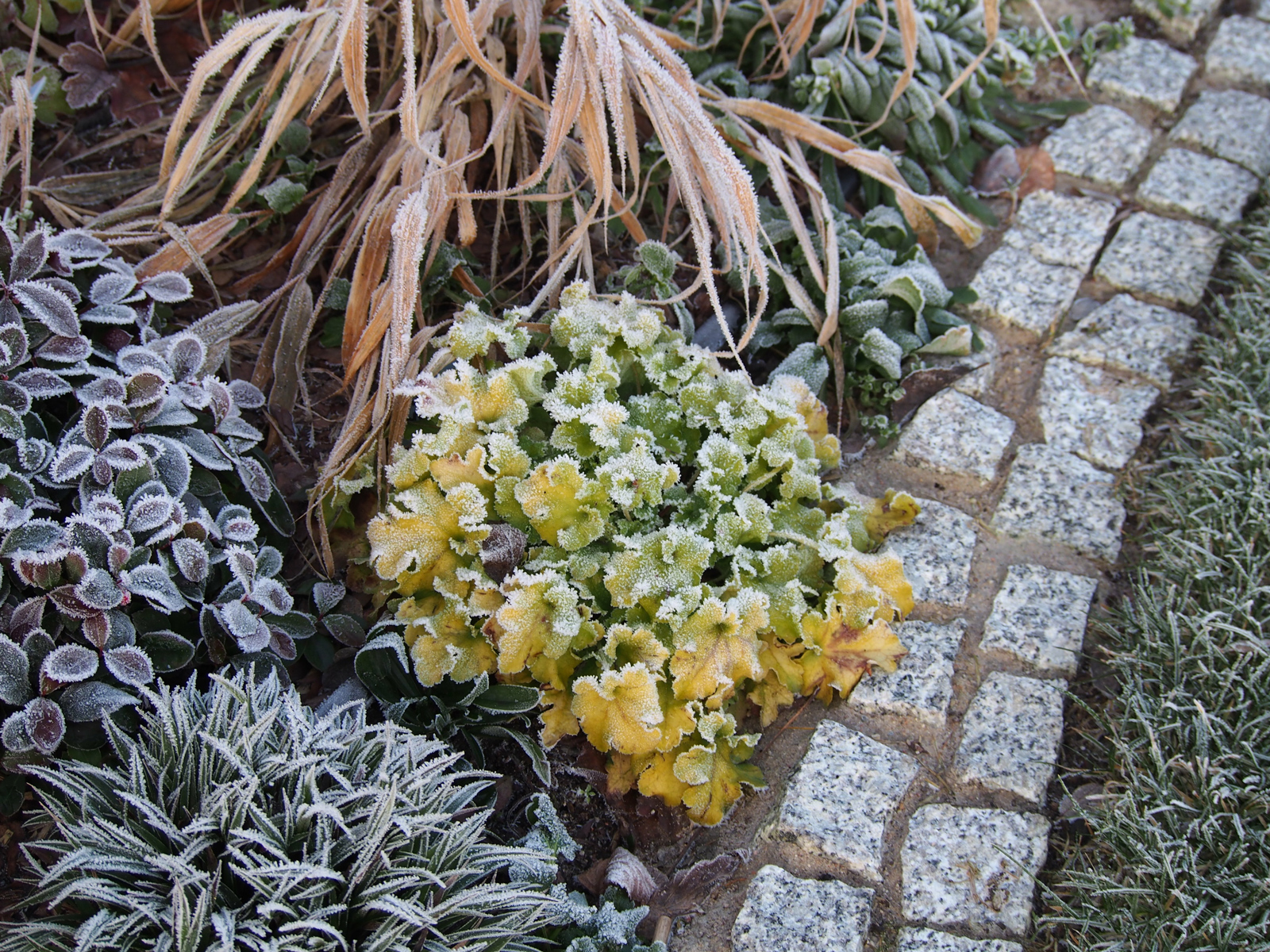 Low-maintenance garden border with Heuchera and ornamental grasses in winter
