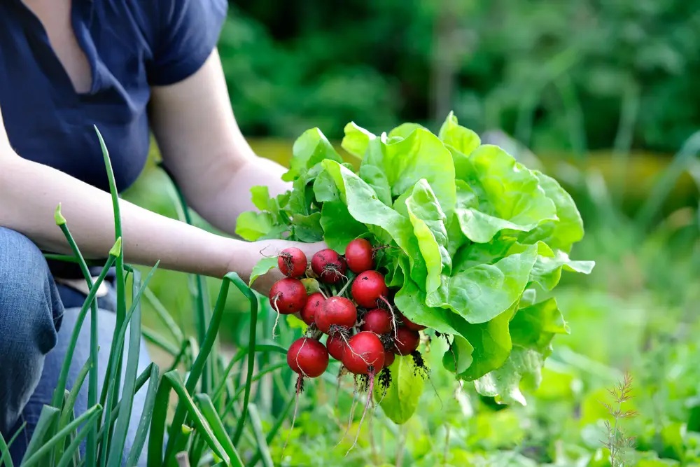 Radishes and Lettuce are some of the fastest growing vegetables. A woman harvests them here.