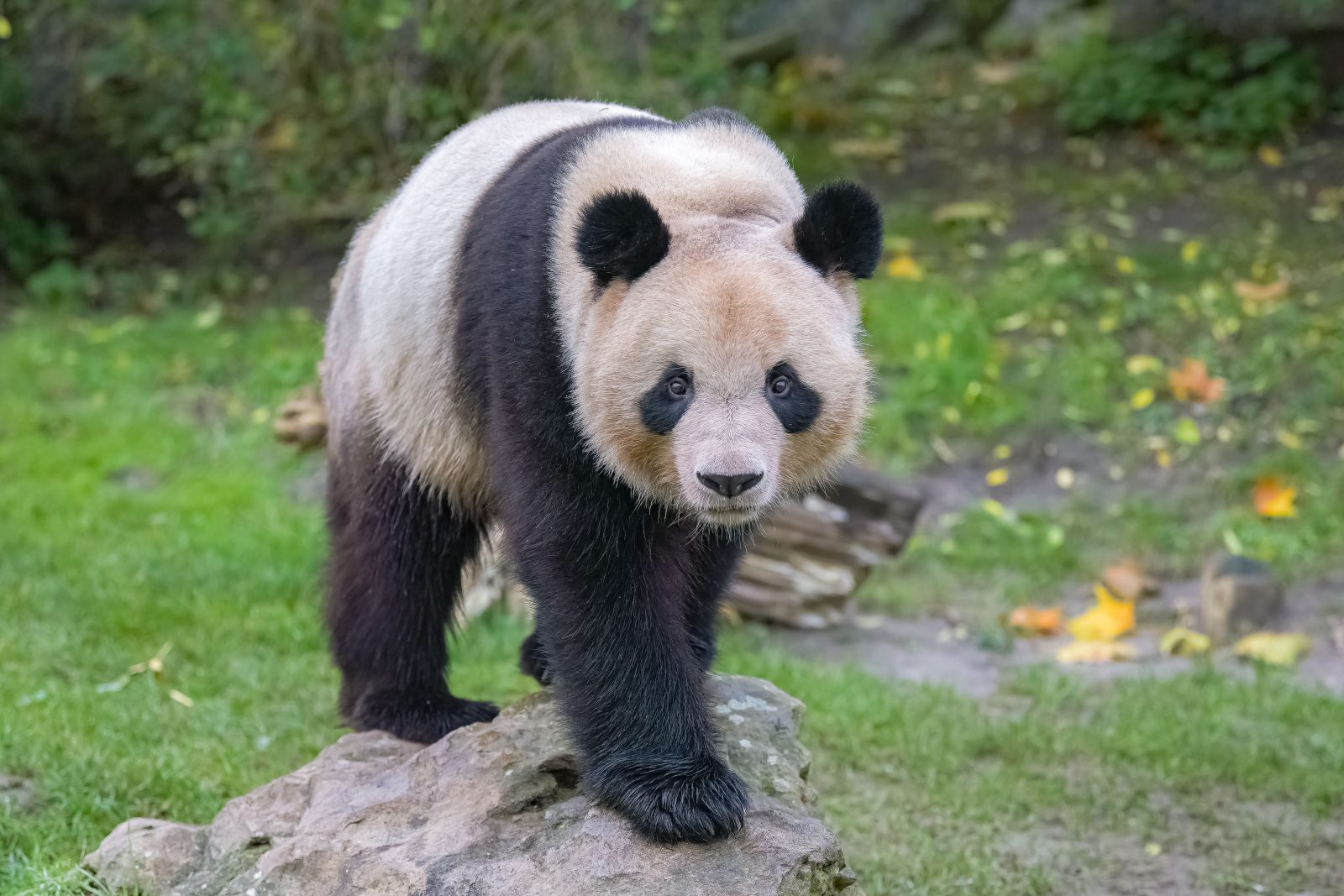 A giant panda standing on the grass, looking grumpy (he doesn't agree with this article)