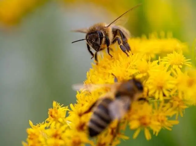 Encourage bees and pollinators to help fight climate change
