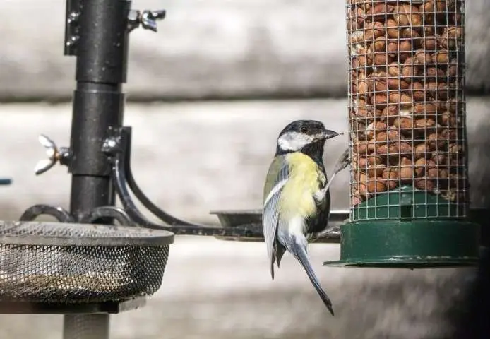 Feed the birds to fight climate change