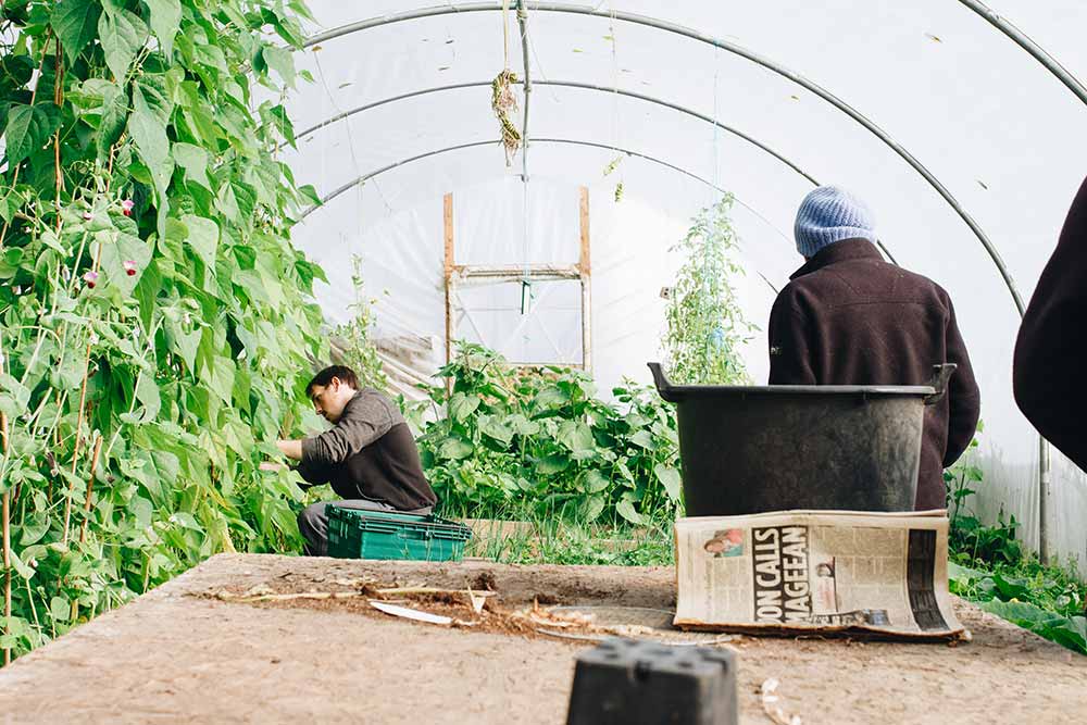 winter greenhouse cold weather agriculture