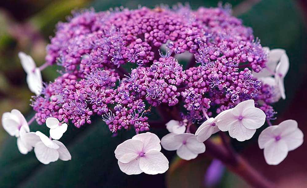 beautiful purple Hydrangea Sargentiana gardening in Kent