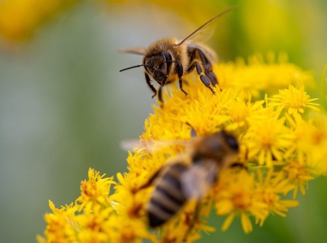 Take care of the bees