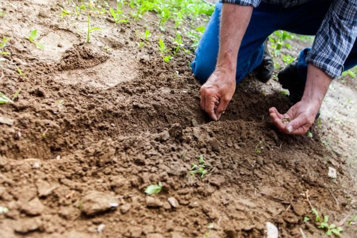 farmer planting seeds helpful tips for growing fruit and vegetables in and around your home