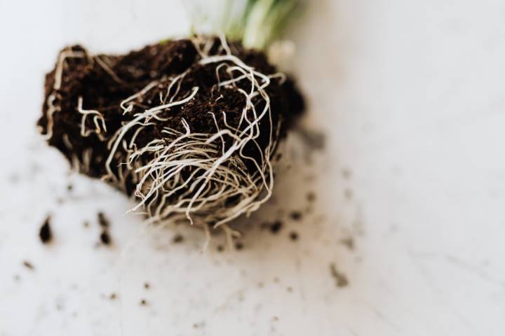 Plant Roots helpful tips for growing fruit and vegetables in and around your home