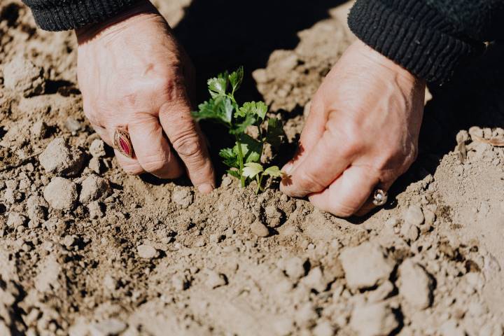 Old age pensioner working in the garden helpful tips for growing fruit and vegetables in and around your home