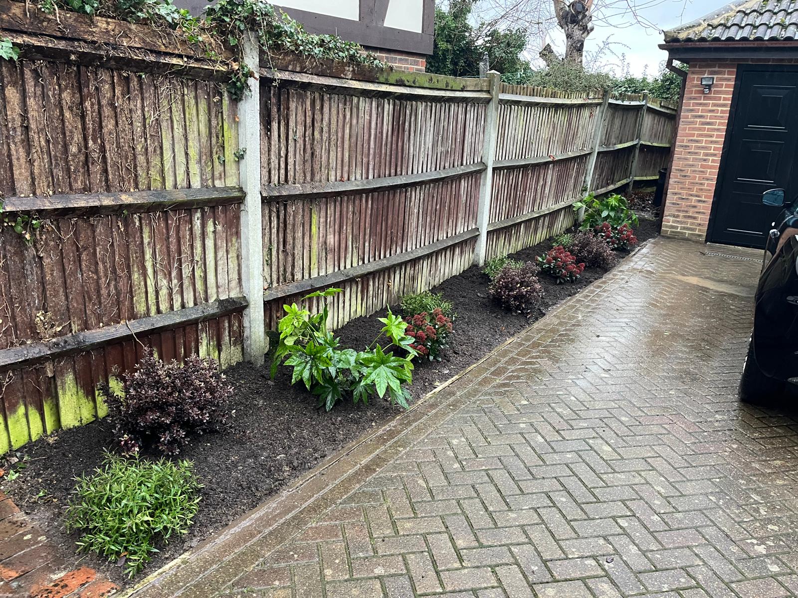 Refreshed driveway border with newly planted evergreen and flowering shrubs