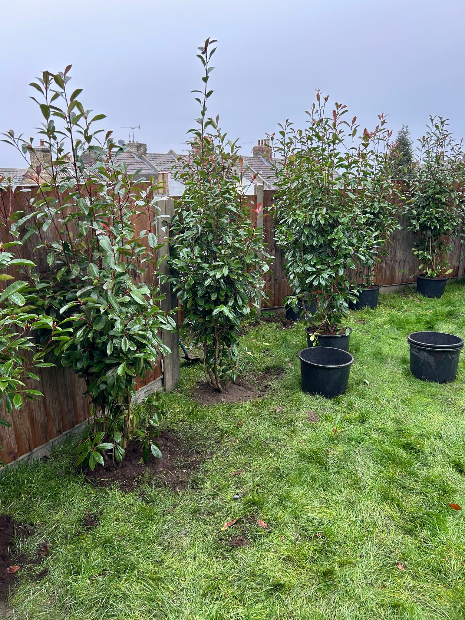Photinia trees being planted along a garden boundary fence