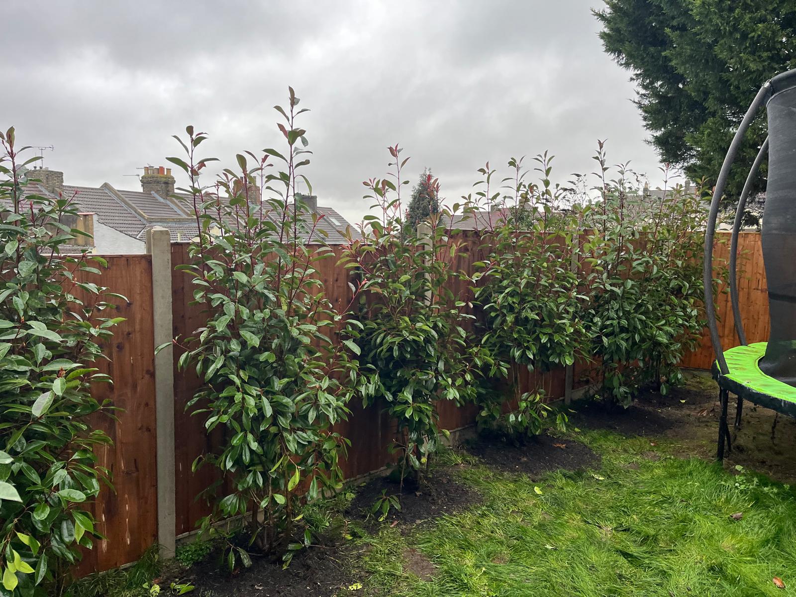 Newly planted Photinia trees creating screening above a timber garden fence